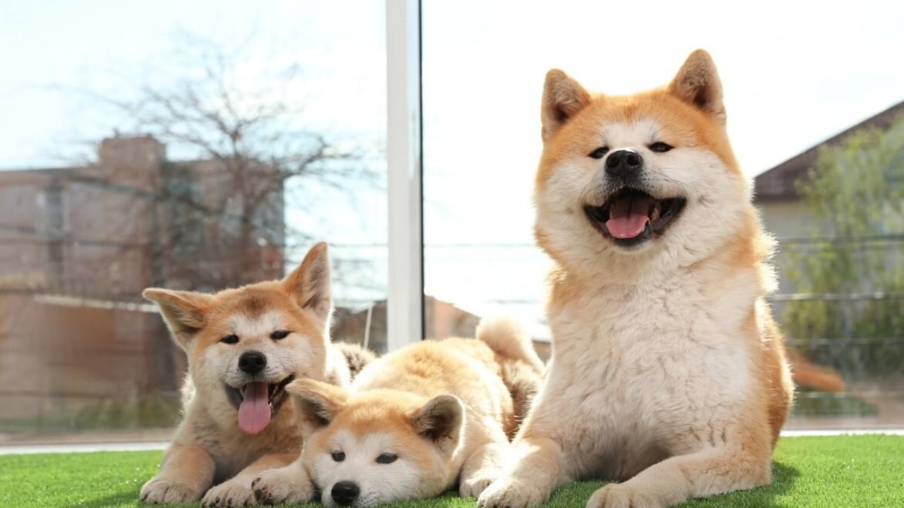 秋田犬好养吗调皮吗（秋田犬的优点和缺点）