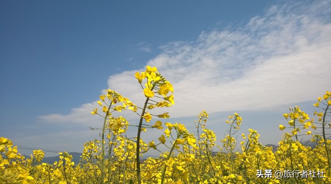 宁海桑洲油菜花图片