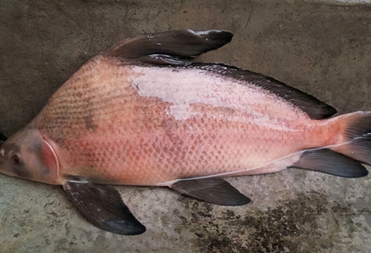 胭脂鱼：会十八变的鱼，有“美人鱼”的美称，不少人因它而坐牢