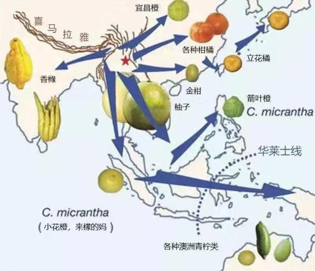 吃了这么多年依然蒙圈！桔子、橘子、橙子、柑、柚子到底啥关系？