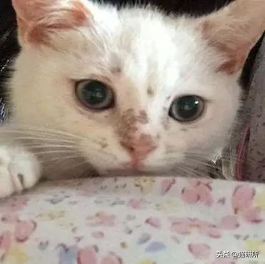 铲屎官必读：猫癣的家庭诊断与用药指南