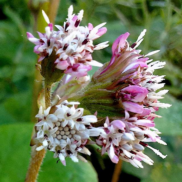 3月15日花语:款冬蒲公英,生日花语早熟_达一风水网