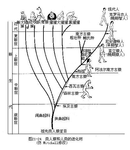 世界杯章鱼为什么那么准(章鱼的智商到底有多高，为什么有人说以它们的智商可以统治世界？)