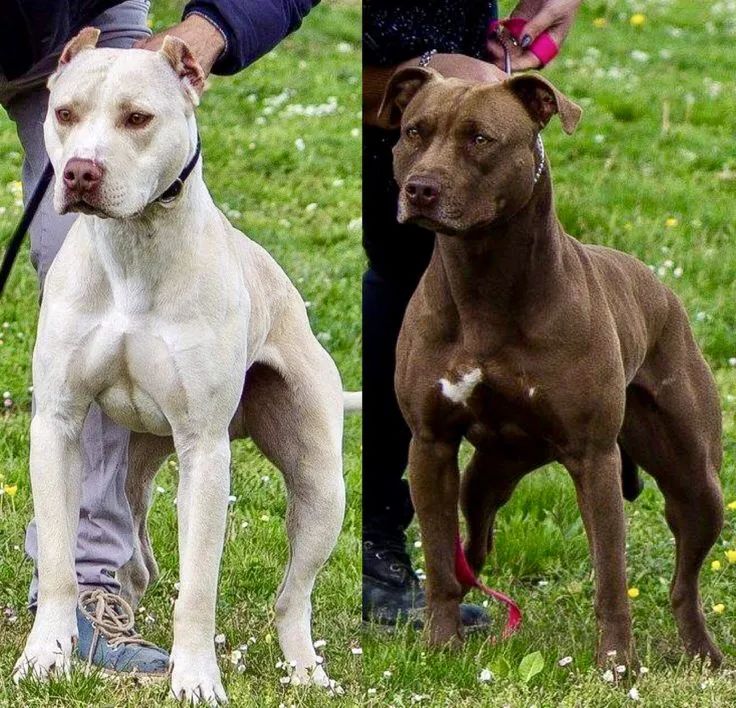 比特犬為什麼這麼兇猛(比特犬是最兇猛的犬嗎)