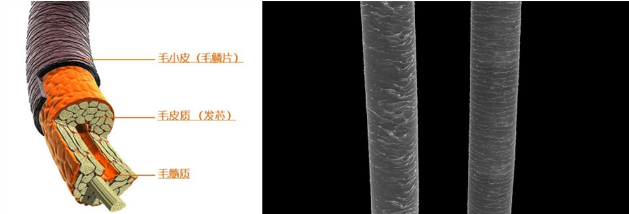 沙宣被洗发水界“阿玛尼”取代，头发出油扁塌全搞定，网友：好用