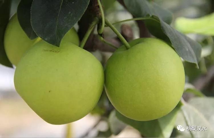 不同品种梨的缺点
