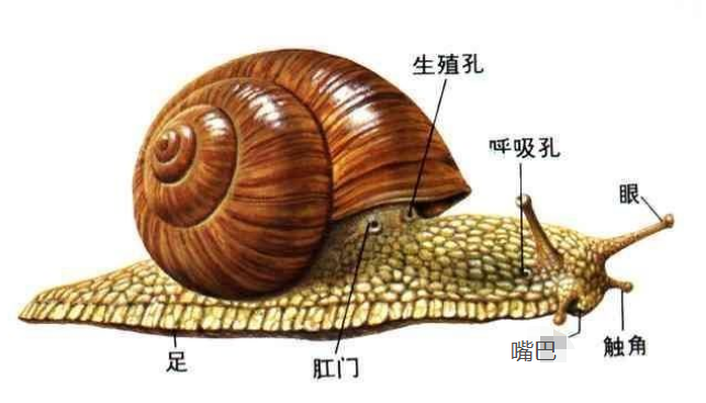 蜗牛的种类名称图片