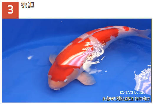 十大最值钱的甲虫（TOP10十大价值最昂贵的动物）