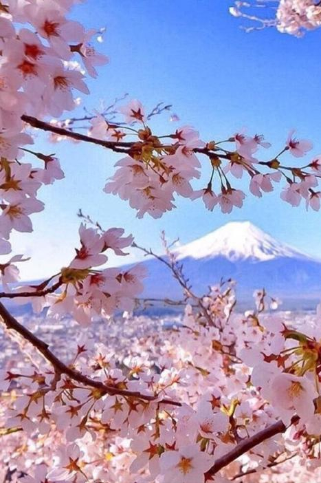 三月樱花浪漫开满屋