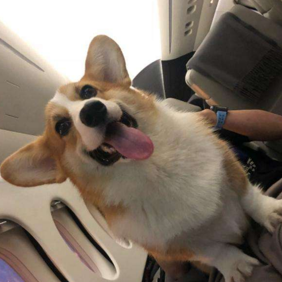 寄养狗狗的方式有哪些？带狗狗回家需要注意什么？