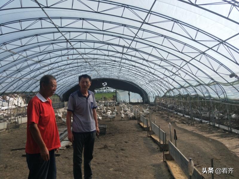 聚焦齐齐哈尔脱贫攻坚：贷款6万3养鹅，靠勤劳发家致富