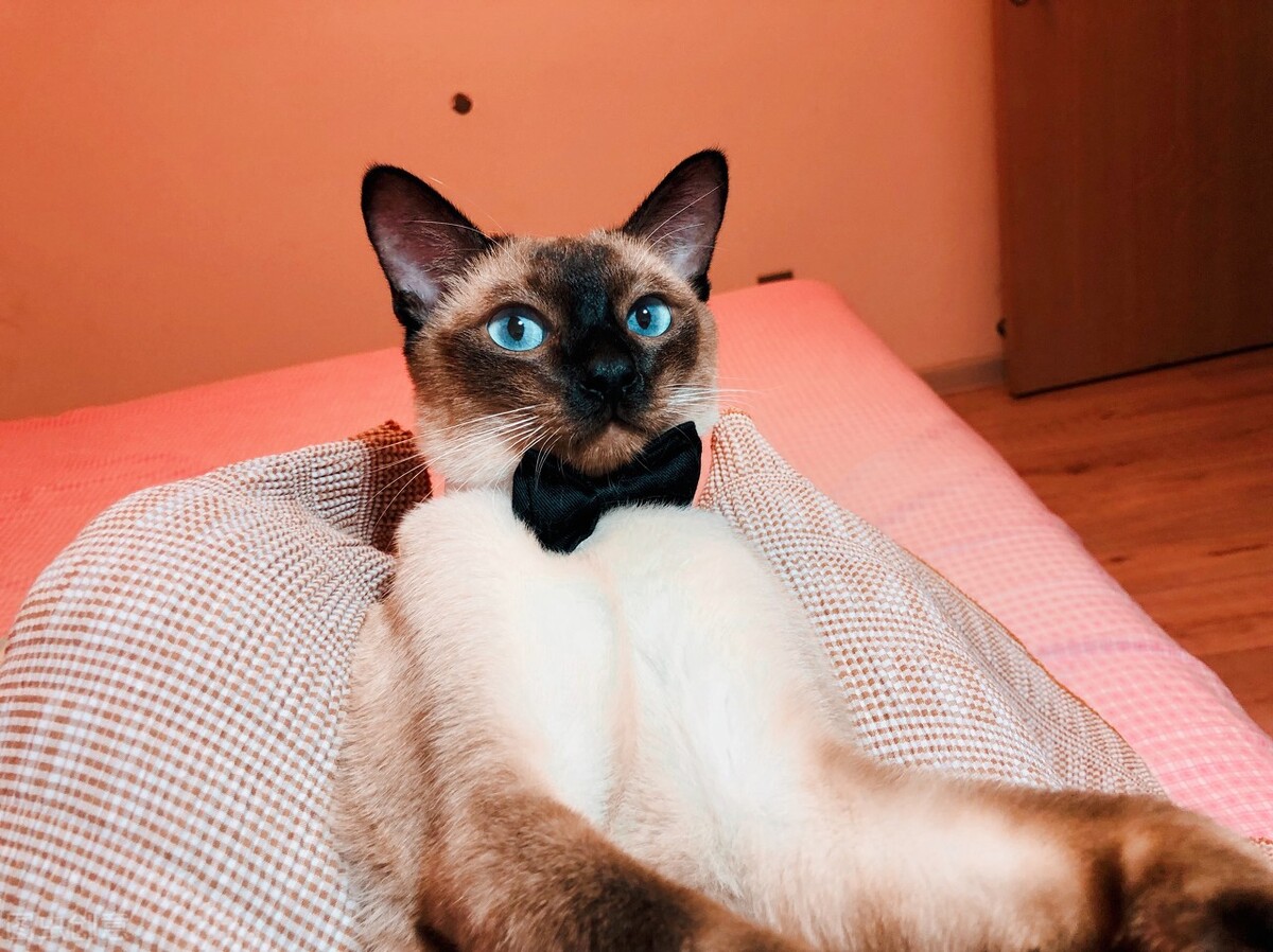 “脾气好到爆”的几种猫咪，最适合想养猫的你