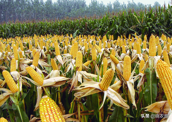玉米的产地,玉米的产地是哪里