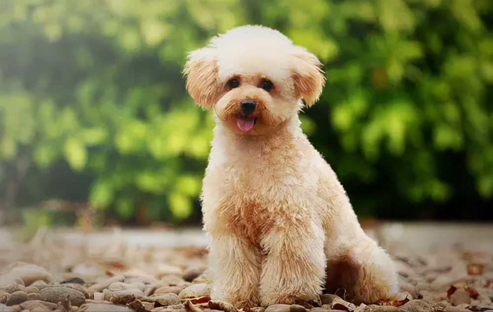贵宾犬图片(贵宾犬的优点和缺点大公开) - 赤虎壹号