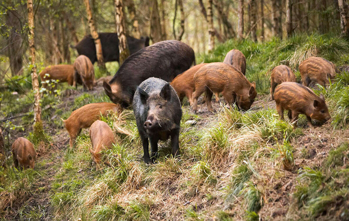 批复了河南信阳要对野猪下狠手这次能把野猪制服吗