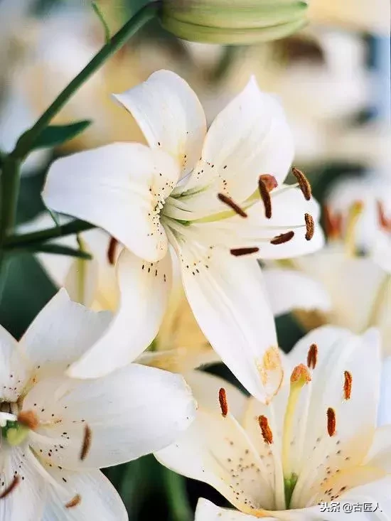 万紫千红的百花汇（百花汇中富含诗意的花）