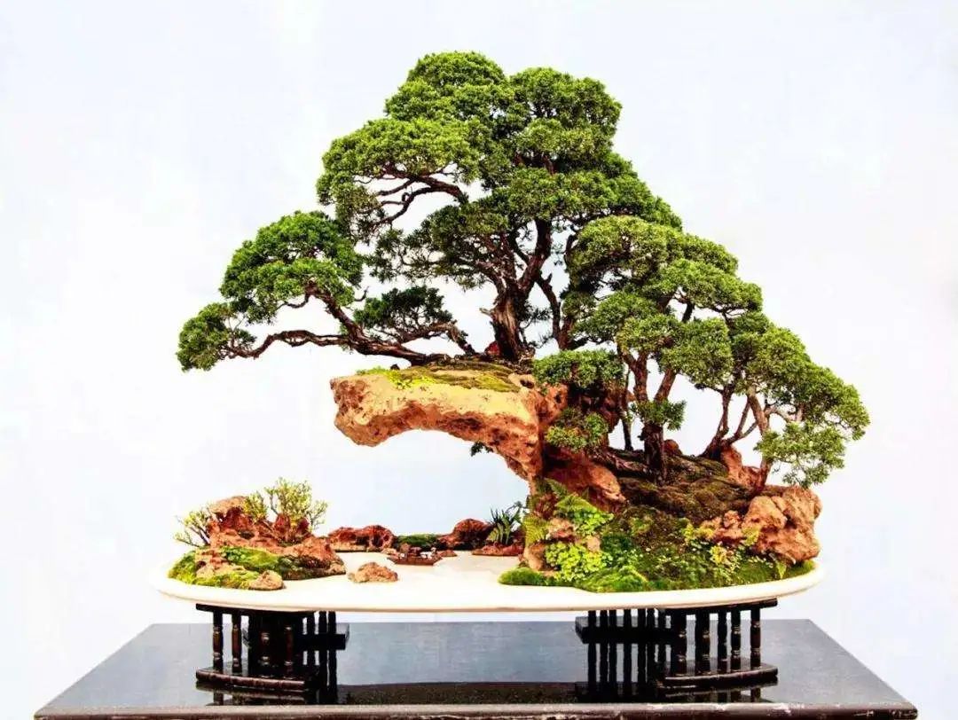 树木盆景6个呵护措施，既保证生长发育，亦维持观赏价值