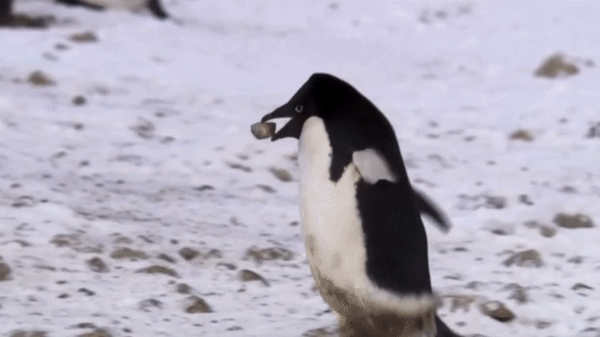 企鹅是仅存的恐龙？揭开企鹅隐藏的秘密，唯一能在水中飞行的动物