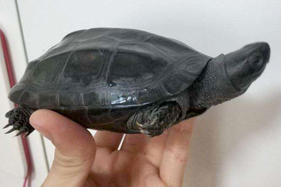 如何才能养出一只好墨龟,这些养龟知识简单又实用