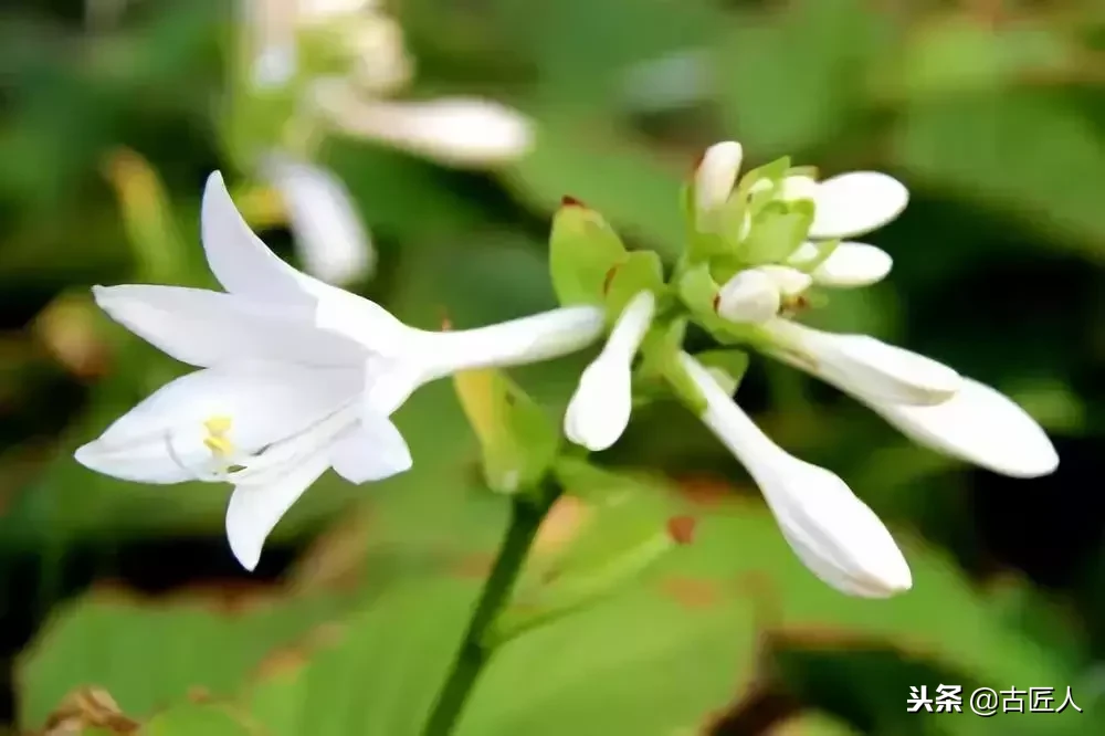 万紫千红的百花汇（百花汇中富含诗意的花）