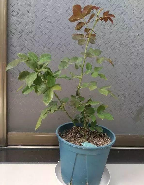 盆里倒一瓶牛奶，虫子全赶跑，叶子油绿发亮还茂盛！