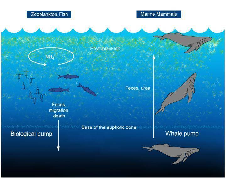 价值超50万的鲸鱼粪便，明明臭烘烘的，为什么会成为龙涎香？