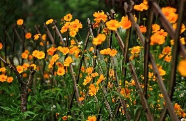 看完68道园艺专业术语，方可知园艺的秘密