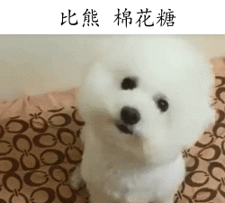 刚出生比熊幼犬图片