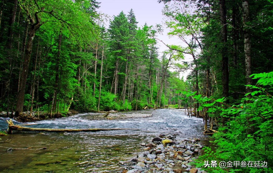 盘点东北的野生蘑菇！可别随便采，弄不好全村给你开席了…