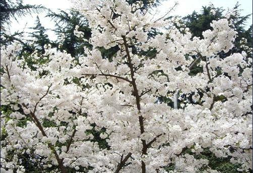 武汉大学2016-2018年录取分数统计表（普通一批）