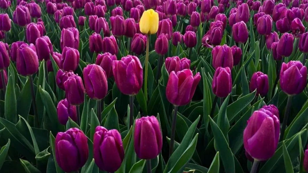 郁金香原产于荷兰吗