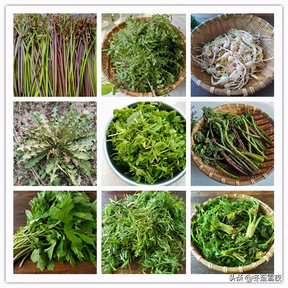 东北农村,常吃的16种山野菜,现在城市里很少见,你吃过几种?
