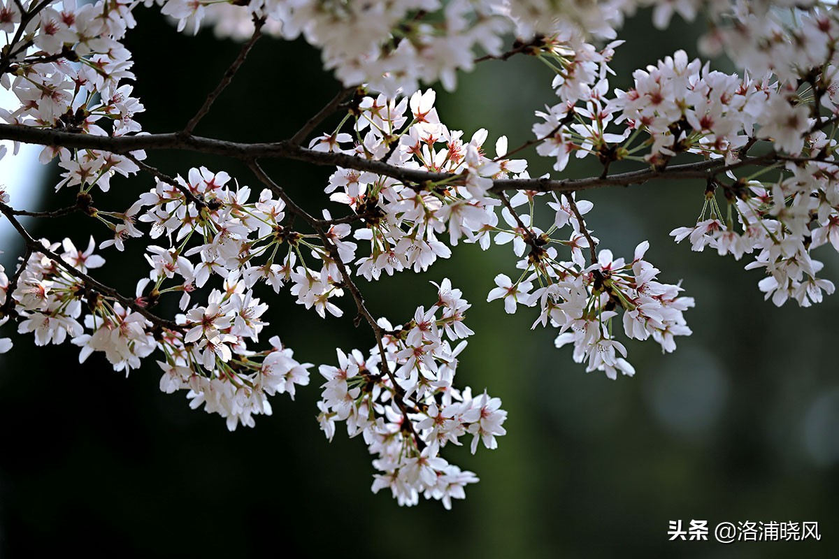 日本樱花文化（内涵揭秘日本樱花文化背后的冷知识）