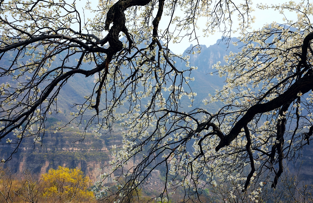 赏一场花宴，踏一方青翠，沉醉于太行山巅的世外桃源