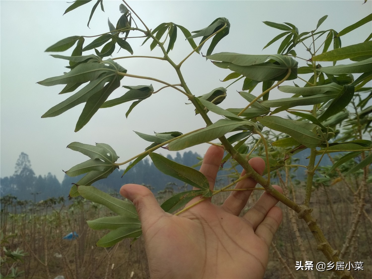 鲜木薯不好存放久,留着不收,三种情况很现实