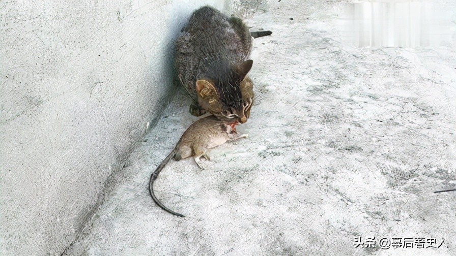 努力十多年都没有获得CFA的认证，中国狸花猫差在哪里？