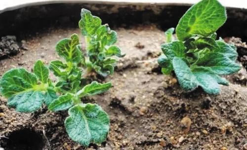 土豆发芽了怎么种盆栽 怎样种土豆发芽快 - 汽车时代网