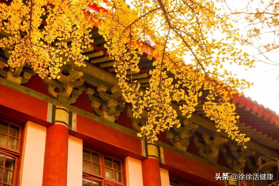 银杏、白果,出身虽同,功用不同,不要盲目伤了身