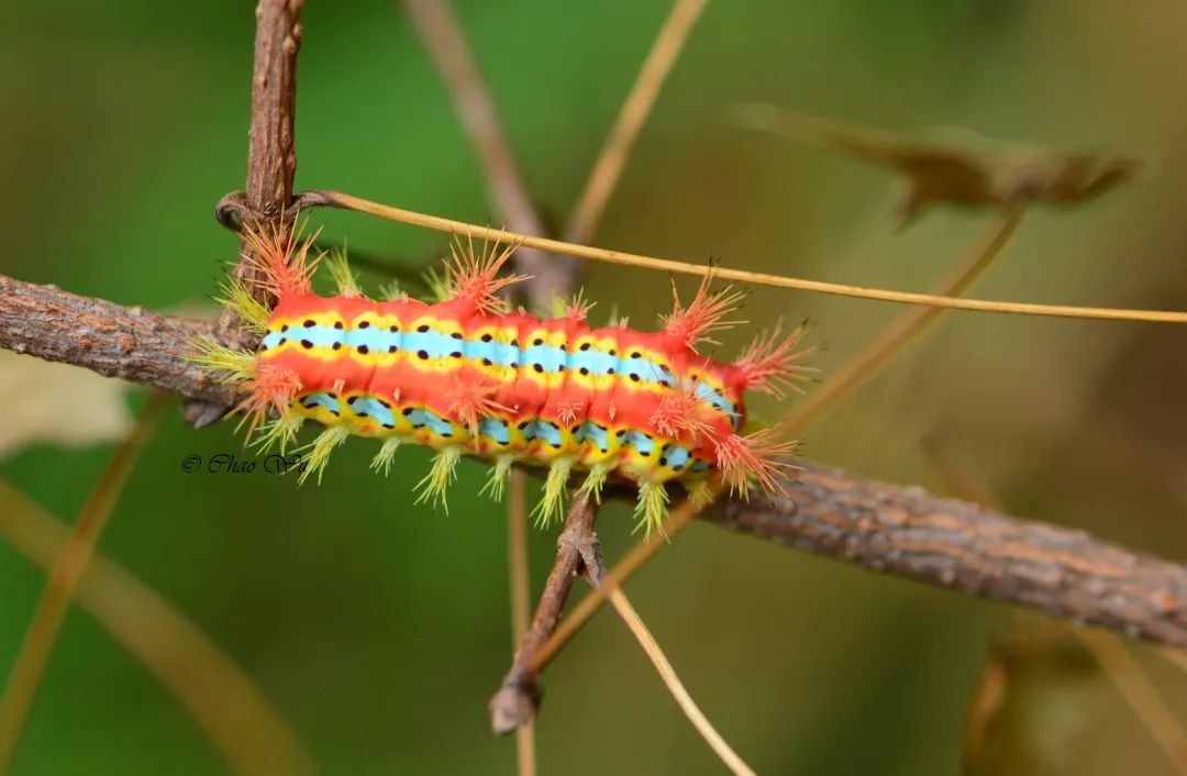 尽管接触多数毛虫并不会带来什么后果,但刺蛾和毒蛾的幼虫常常可能