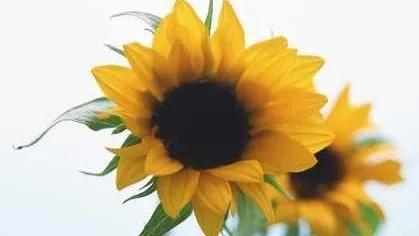 暗示自己要离开的文案