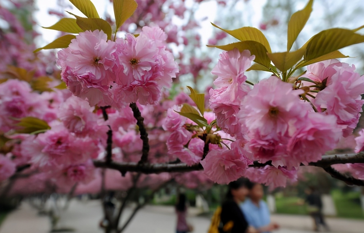 华中科技大学和中国科学技术大学哪所大学实力更加强劲