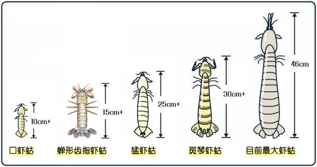 虾的品种有哪几种（如何辨别虾的类别种类）