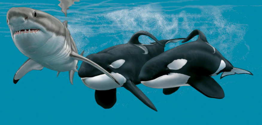 13虎鲸能打过鲨鱼吗,能吃鲨鱼吗 _极限路亚