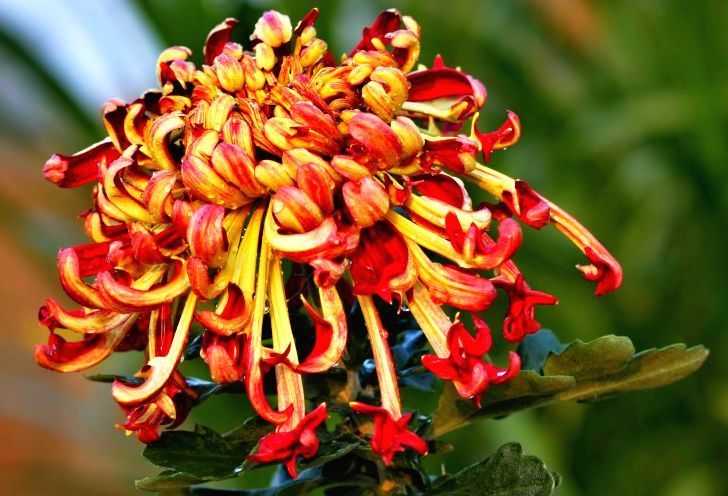 火焰龙爪折纸教程：简单步骤教你制作精美菊花造型