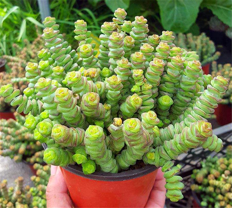 鼬蜓咬人伤口图片(多肉钱串子扦插技巧) - 赤虎壹号