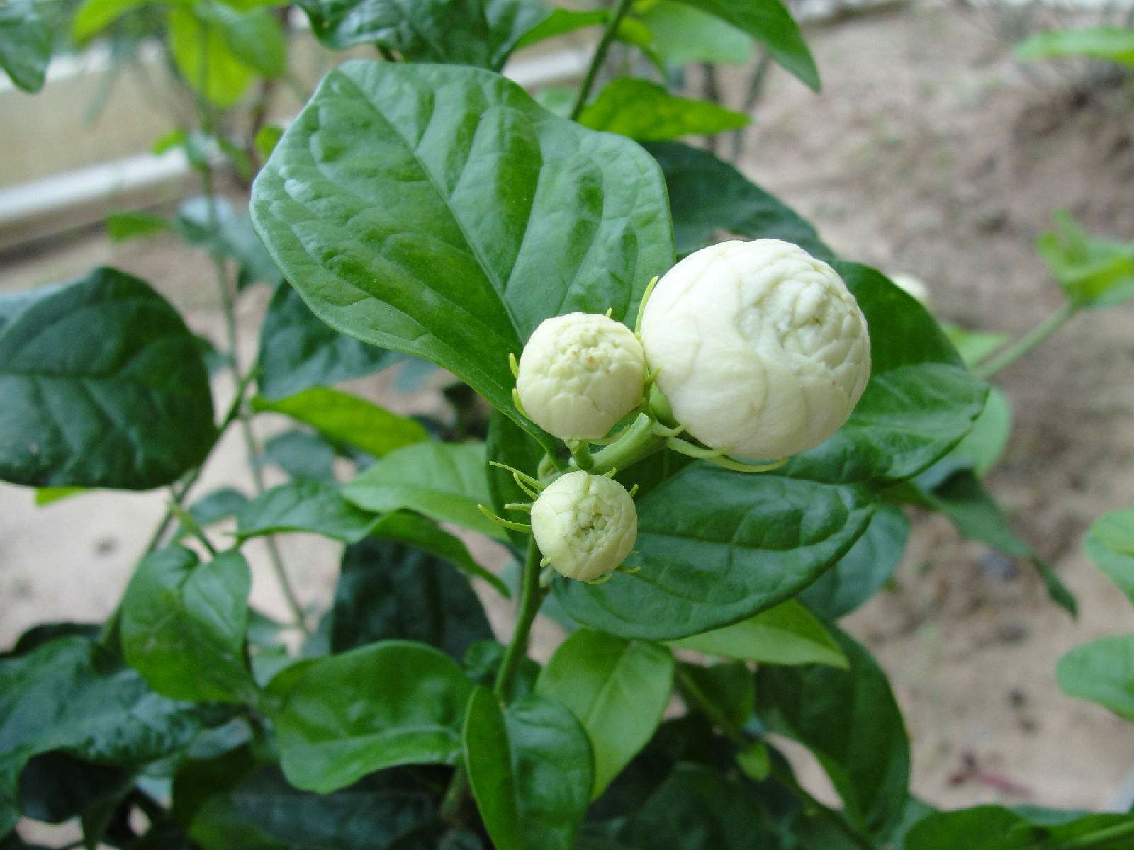茉莉的养殖方法和注意事项（关于茉莉的养殖小方法）