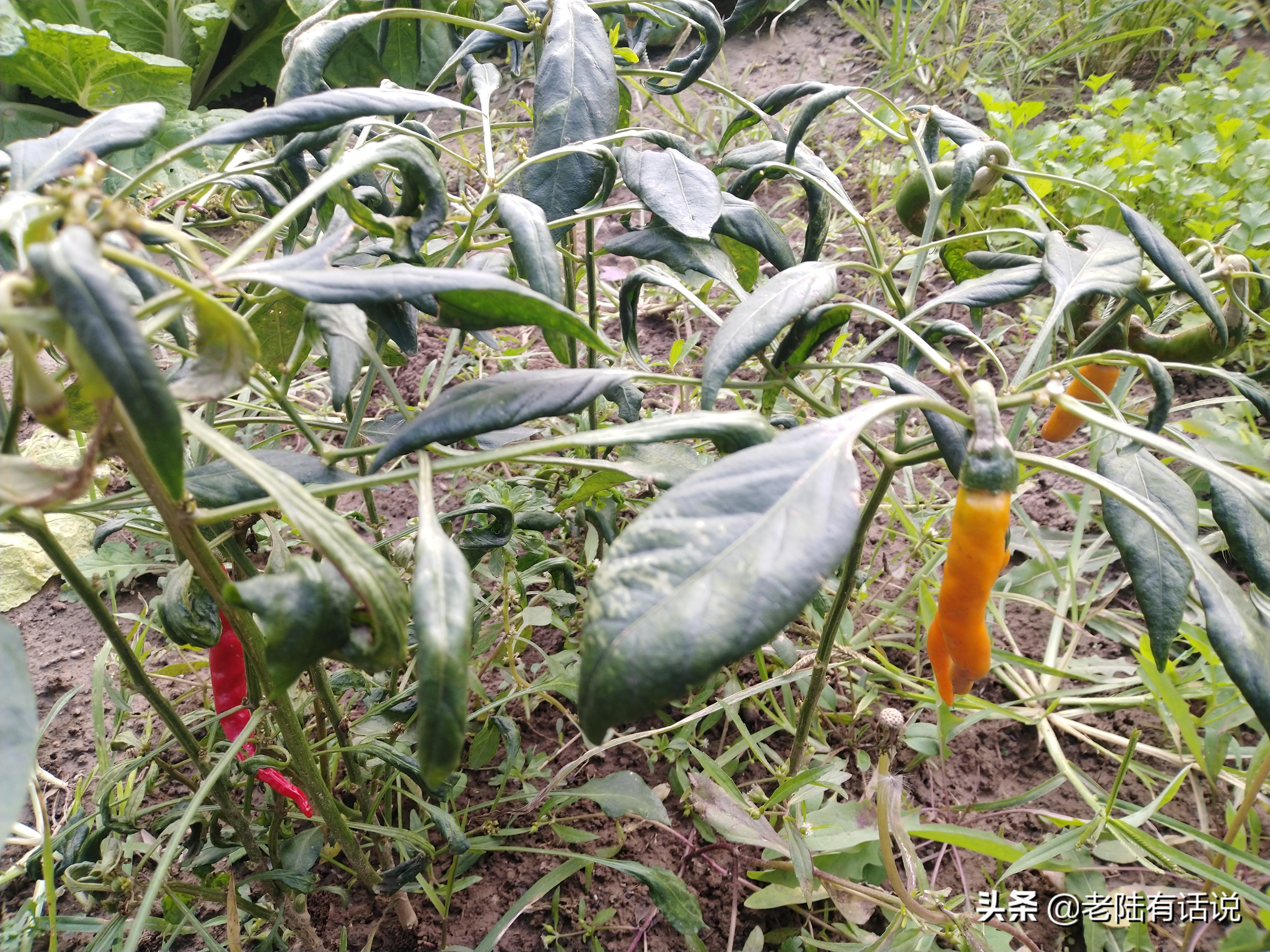 我的城市小菜园，我的田园之梦，金秋收获绿色食品