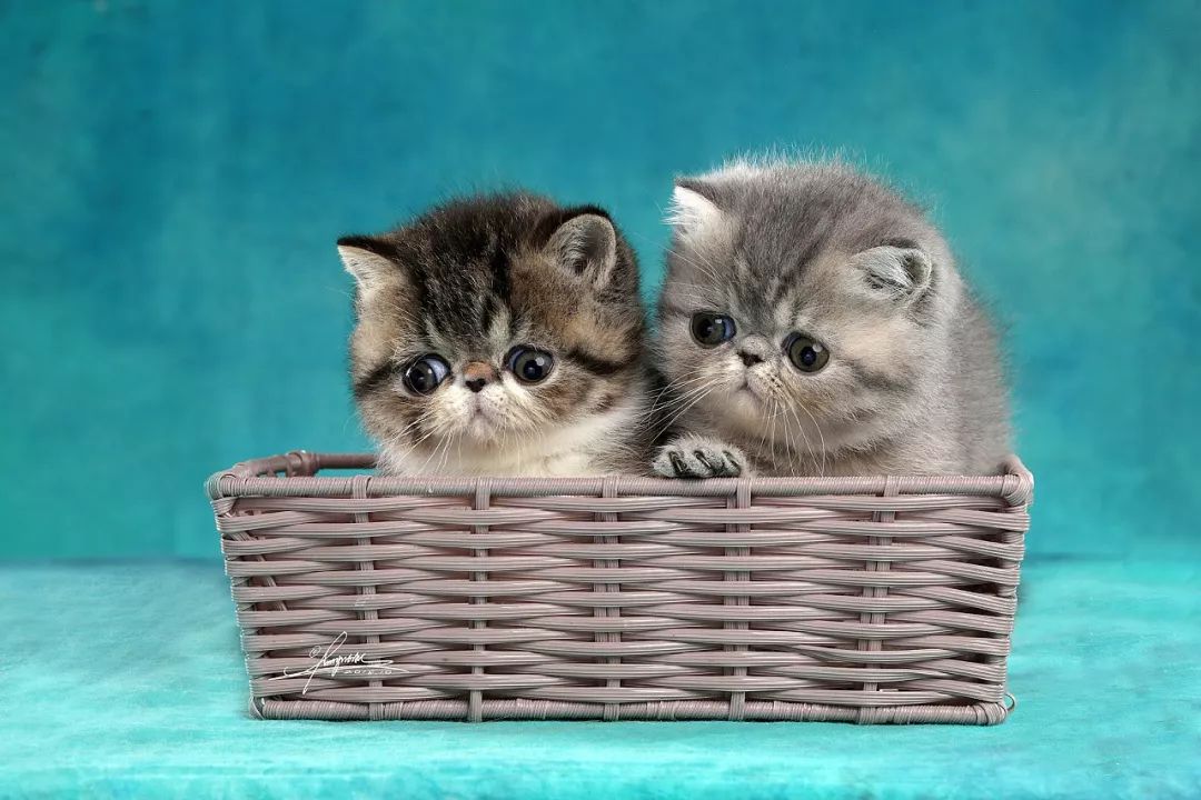 关于加菲猫,这5件事你必须先了解一下