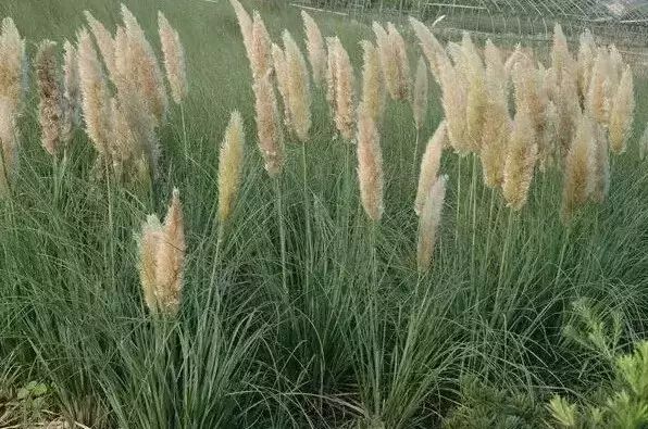 地中海荚蒾简介（做花境设计常用的60种植物介绍）