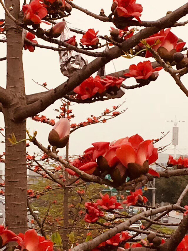 花卉植物有哪些（盘点100种常见花图鉴）